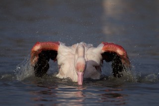 Camargue