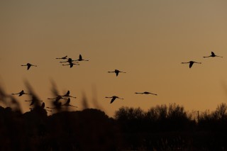 Camargue