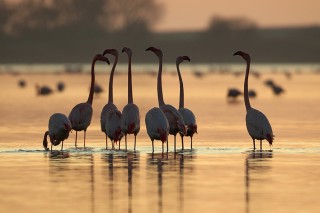 Camargue