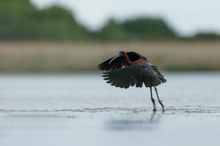 Camargue