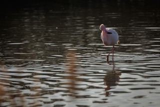 Camargue