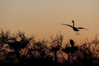 Camargue