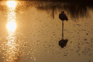 Camargue