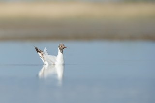 Camargue