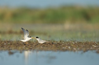 Camargue