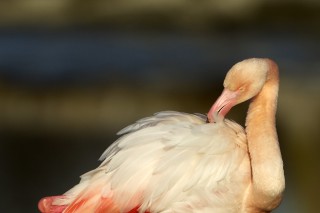 Camargue