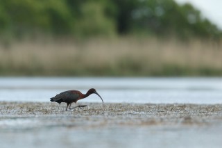 Camargue