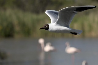 Camargue