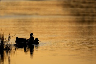 Camargue