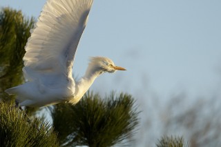 Camargue