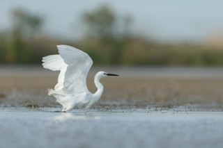 Camargue