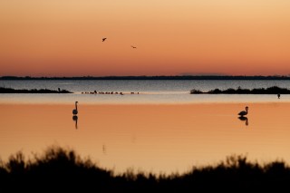 Camargue