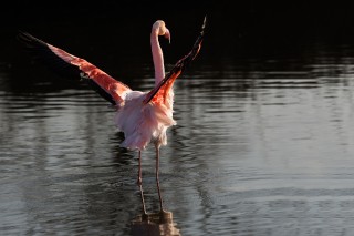 Camargue