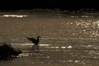 Camargue