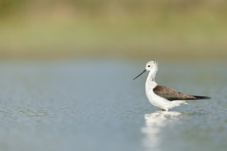 Camargue