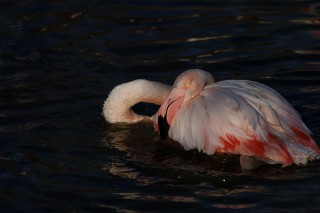 Camargue