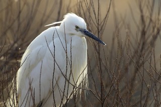 Camargue