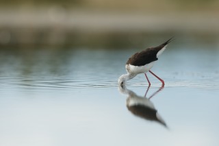 Camargue