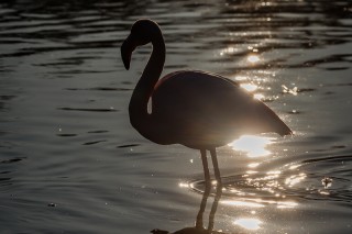 Camargue