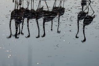 Camargue