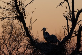 Camargue