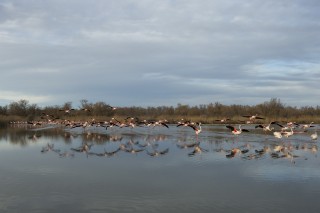 Camargue