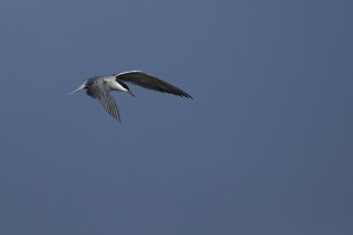 Camargue