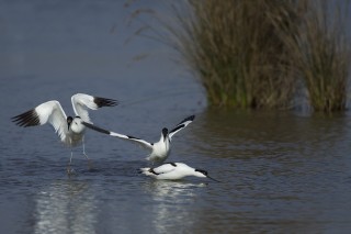 Camargue