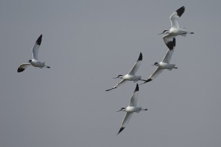 Camargue