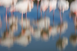 Camargue