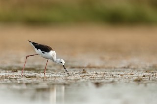 Camargue