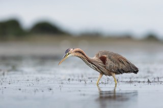 Camargue