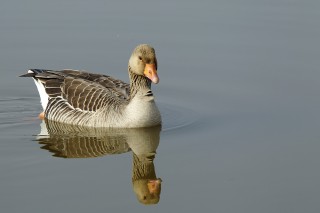 Camargue