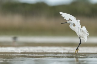 Camargue