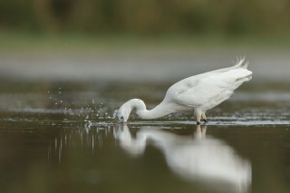 Camargue