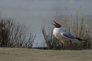 Camargue