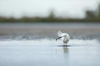 Camargue