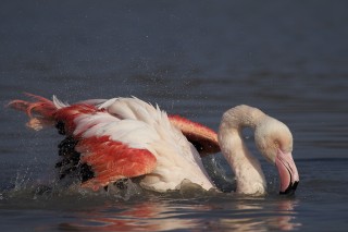 Camargue