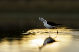 Camargue