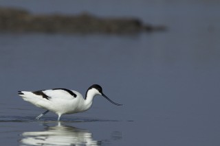 Camargue