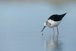 Camargue