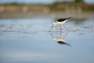 Camargue