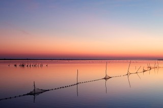 Camargue