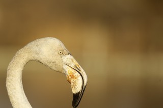 Camargue