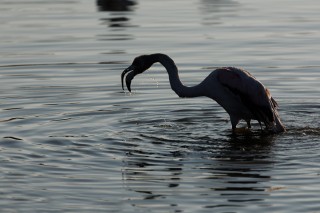 Camargue