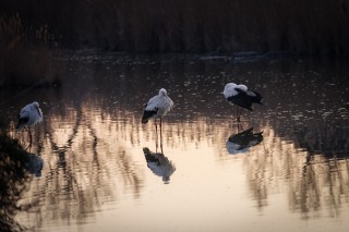 Camargue