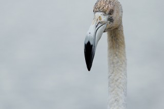 Camargue