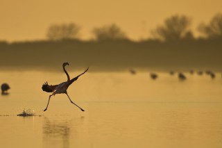 Camargue