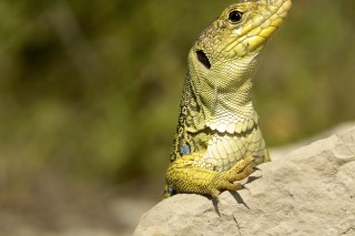 Lézards, grenouilles &amp; co