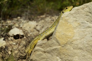 Lézards, grenouilles &amp; co